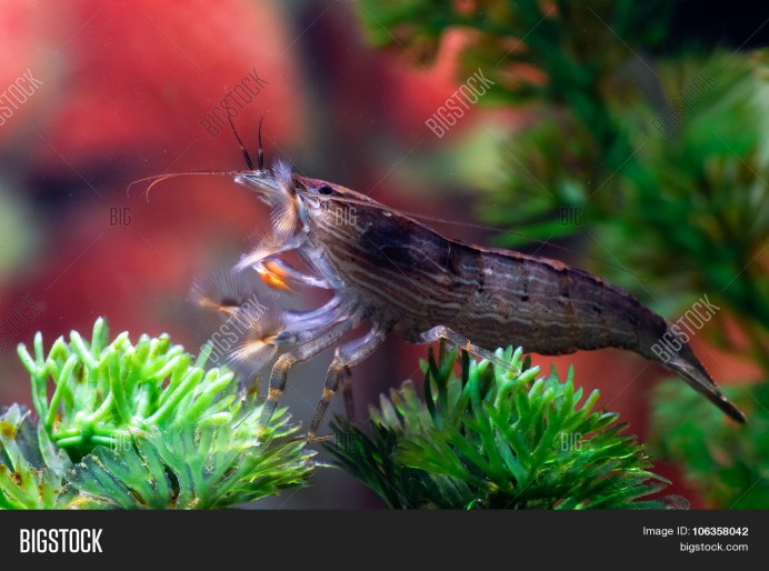 Креветка боксер (Stenopus hispidus)