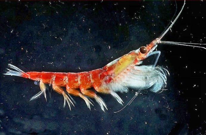 Креветка Макросъемка