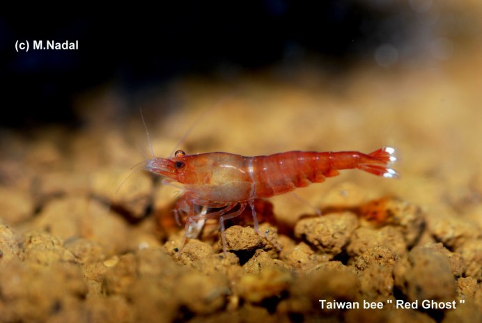 Креветка неокаридина биотоп