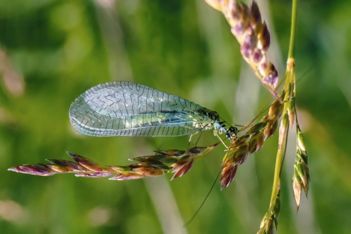 Chrysopidae (златоглазка)