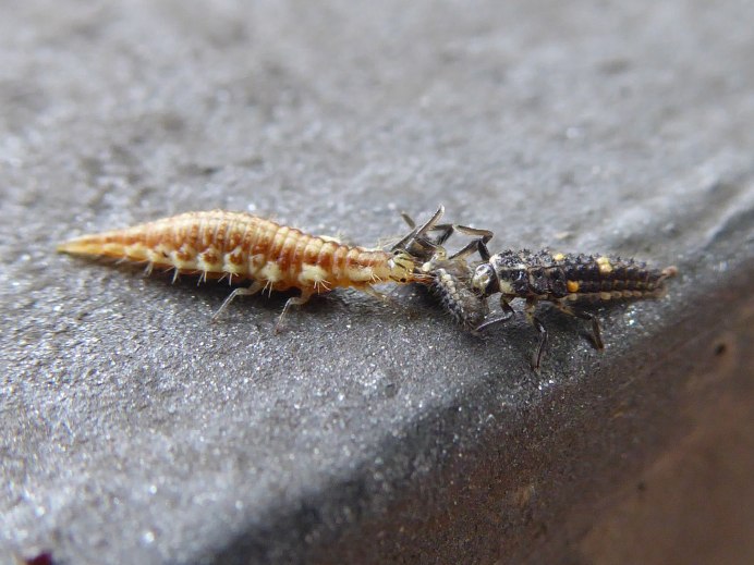 Златоглазка обыкновенная Chrysoperla carnea