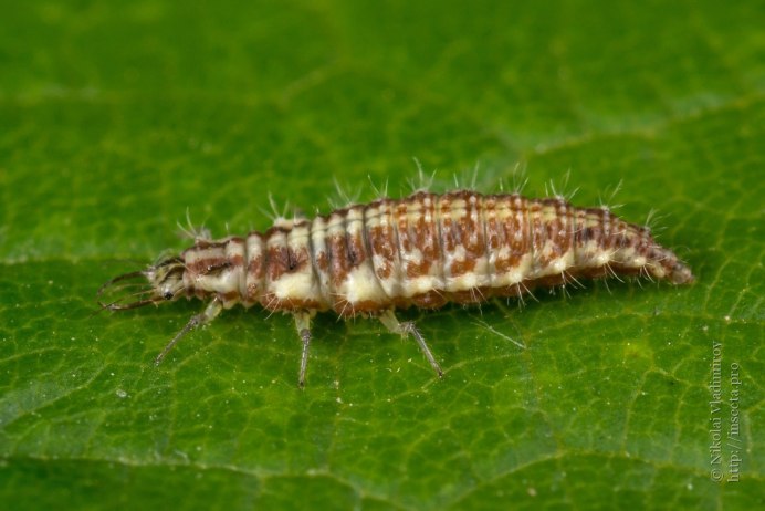Личинка златоглазки Chrysopidae