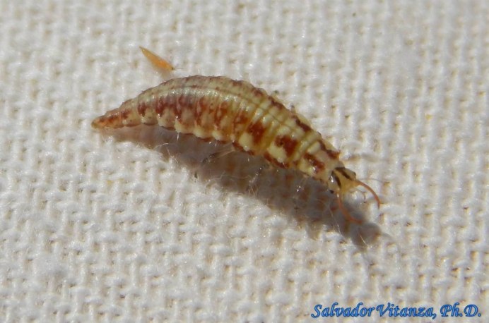 Chrysopidae Larva