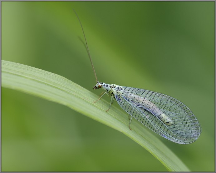 Chrysopidae личинка