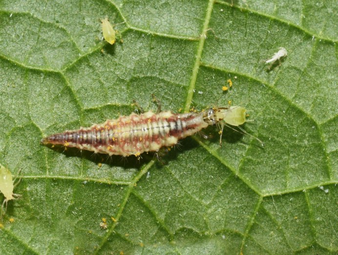 Neuroptera личинки