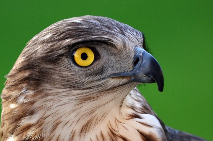 Беркут Сокол ястреб