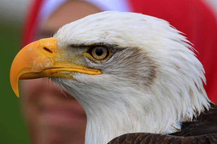 Клюв Сапсана