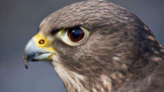 Орел Сокол ястреб