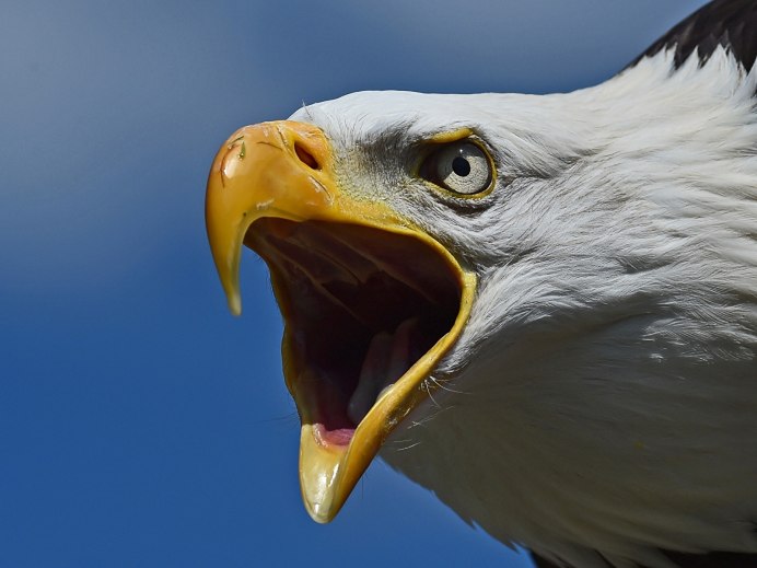 Канюк хищник