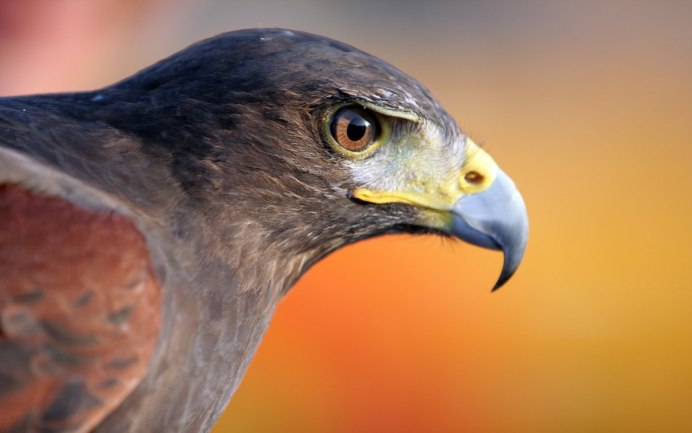 Беркут Сокол ястреб