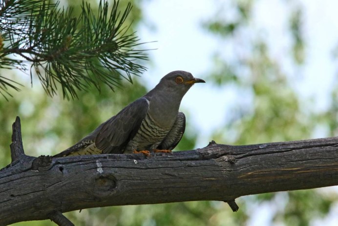 Кукушка Cuculus canorus