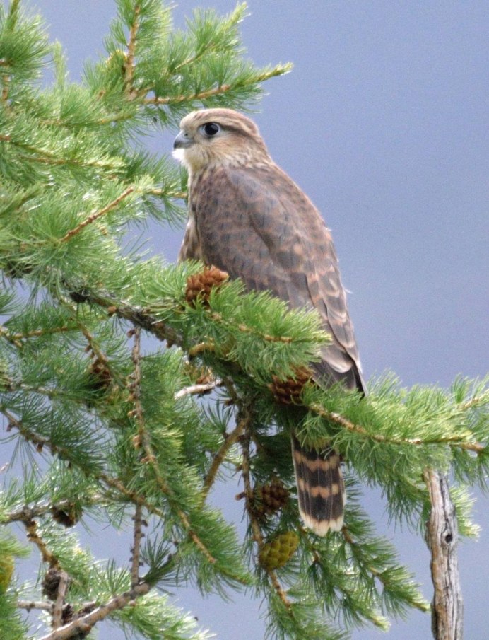 Дербник (Falco columbarius)