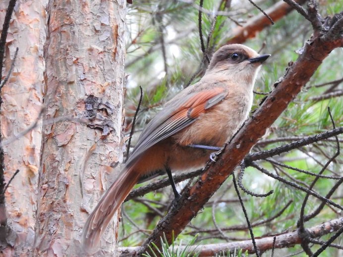 Краснохвостый канюк