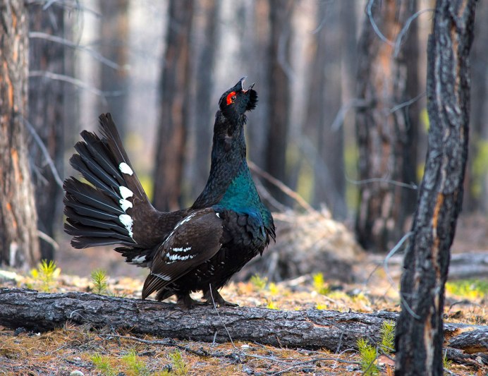 Сойка Кубанская
