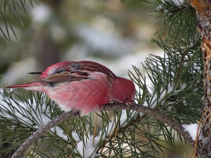 Птички Сибири