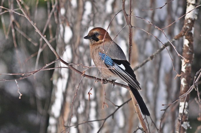 Клест еловик и Сосновик