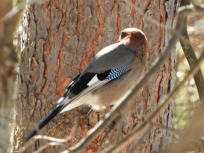 Сойка в тайге