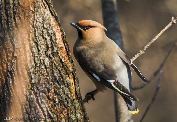 Птицы горной Шории