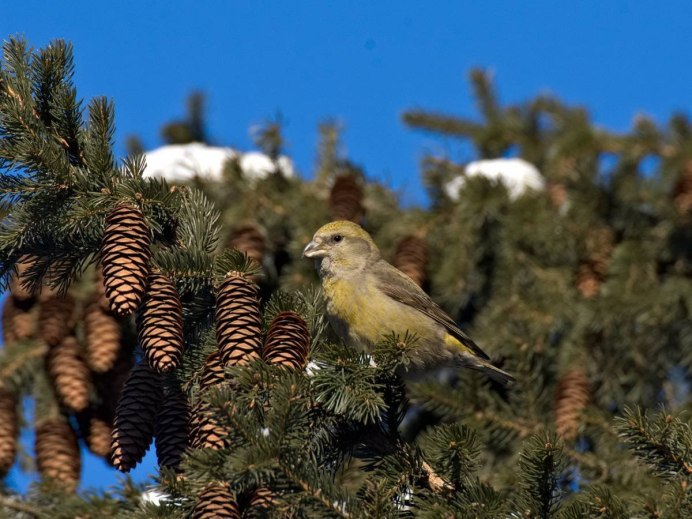 Птицы Сибирского леса