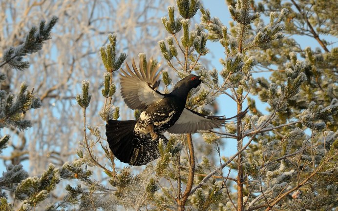 Рябчик в Баргузинском заповеднике