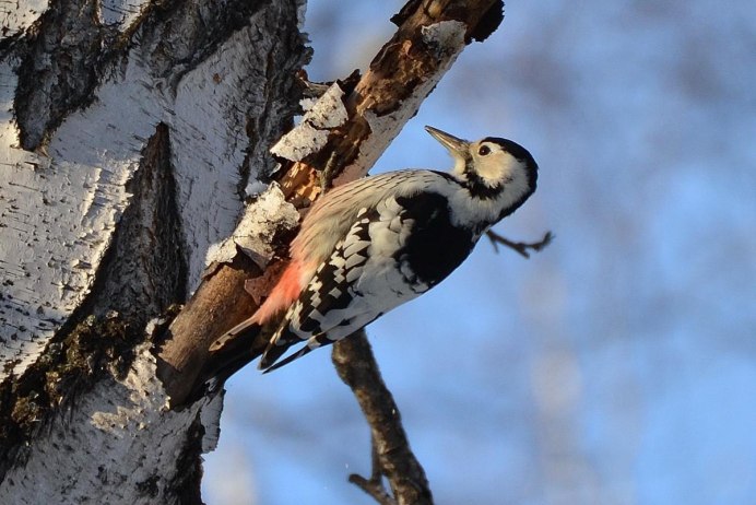 Птицы в Сосновом лесу