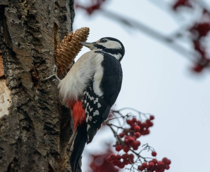 Рябчик птица охота