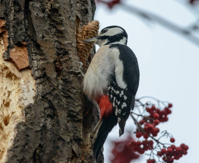 Дятлообразные в Самарской области