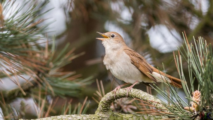 Синяя Сойка