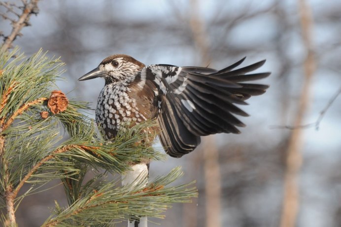 Птицы леса Дубонос