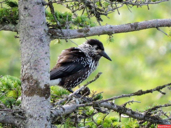 Птицы тайги Кедровка