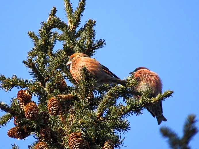 Клест питается