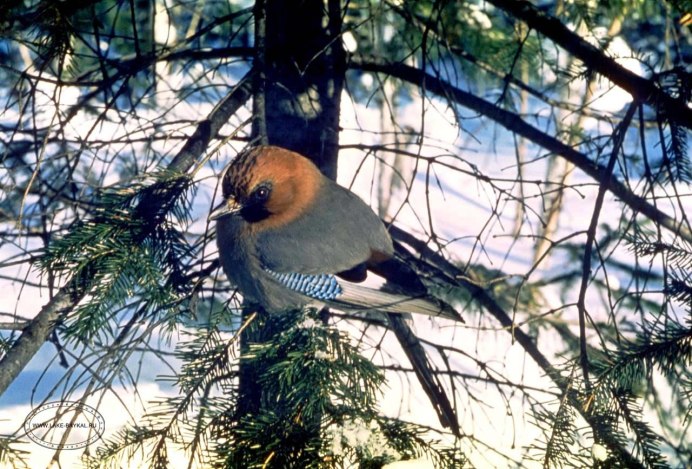 Глухарь птица ареал