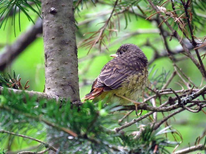 Рябчик Tetrastes bonasia