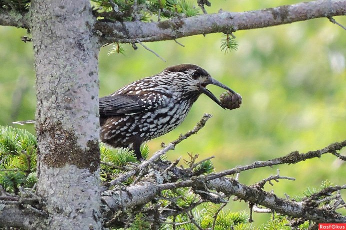 Птицы тайги Кедровка