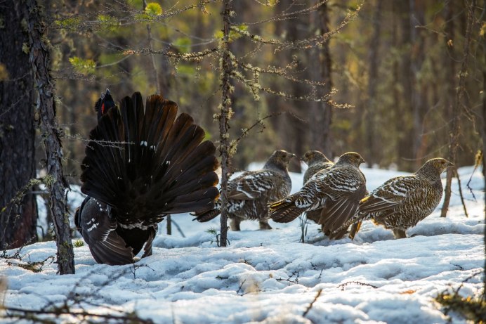 Лесные птицы Кировской области