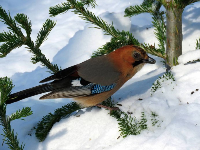 Сойка Сибирская