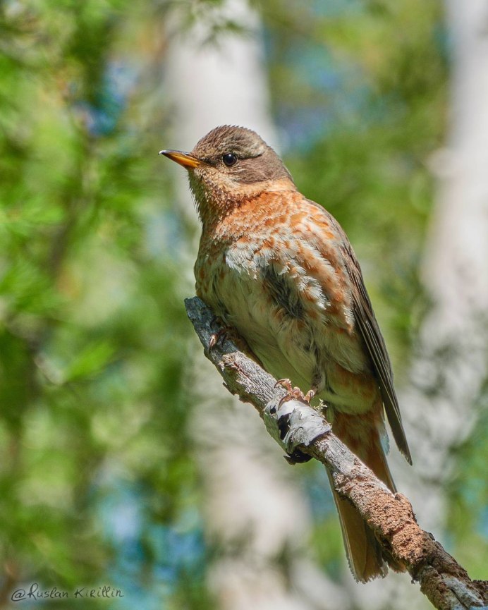 Дрозд Науманна