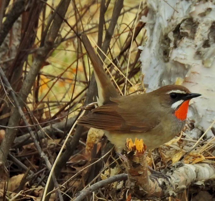 Снежная птица