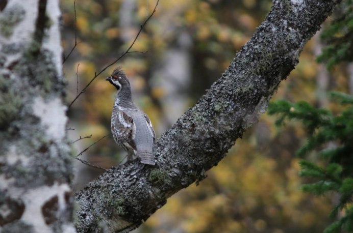 Краснохвостый дятел