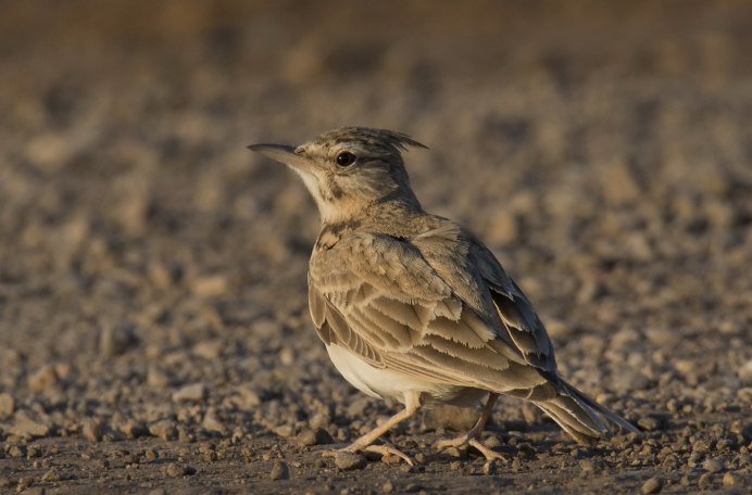 Galerida cristata