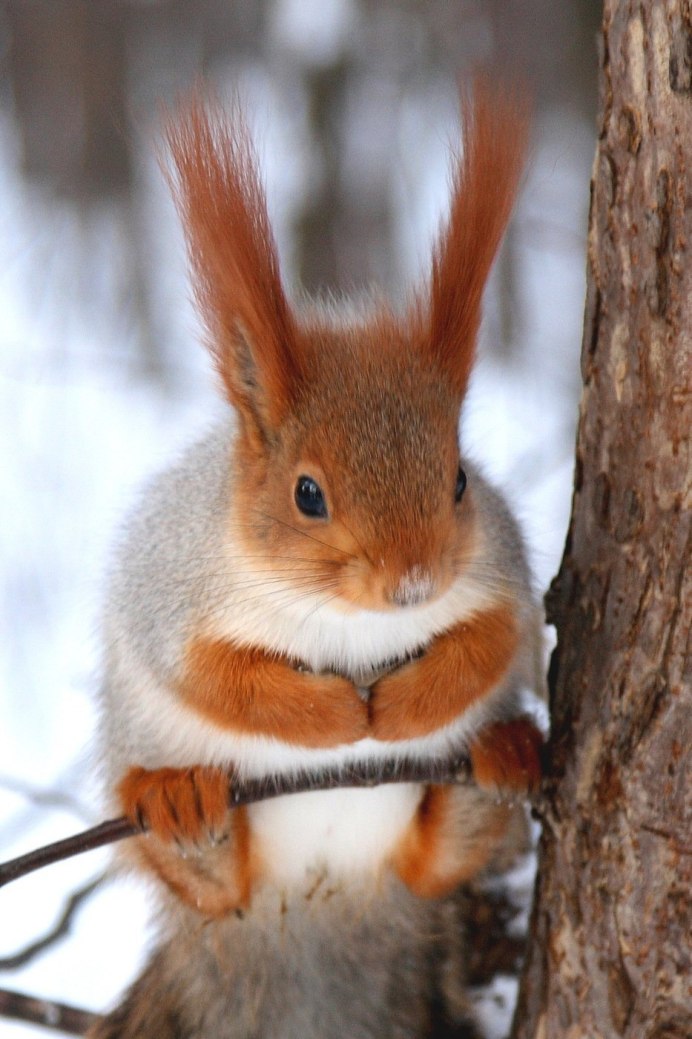 Белка (Sciurus)