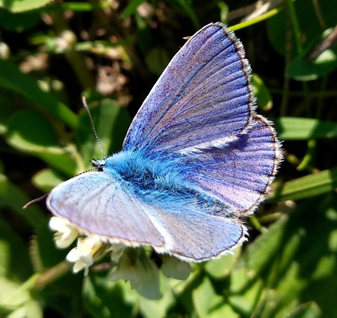 Блю Баттерфляй бабочки