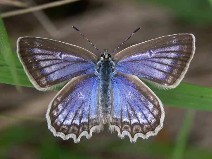Голубой Морфо (Blue Morpho)