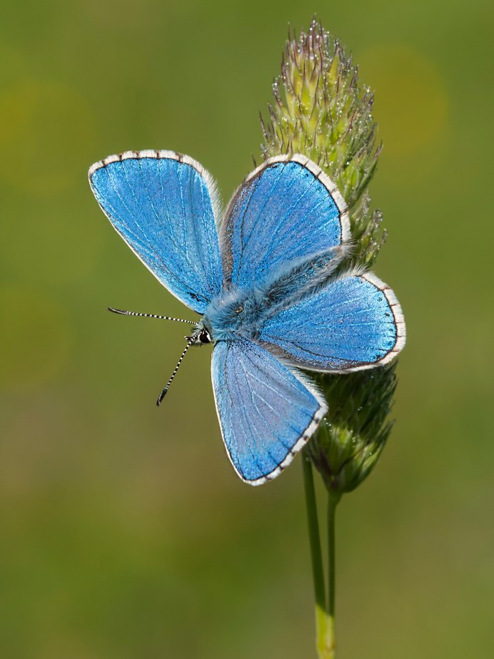 Бабочка Морфо Менелай