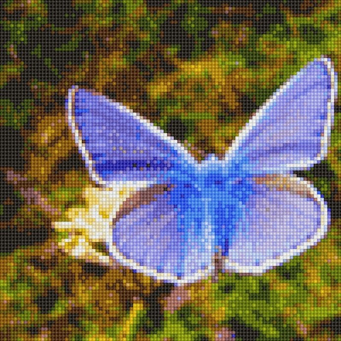 Голубянка Икар бабочка