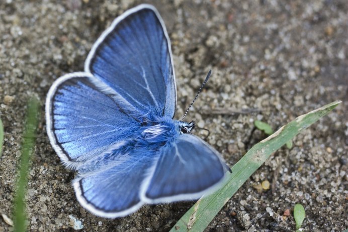 Мадагаскарская голубая бабочка