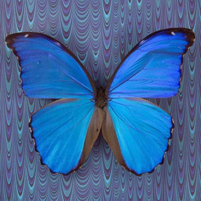 Алтынская бабочка голубая