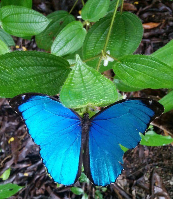 Голубянка Киана