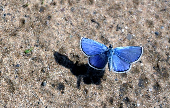 Брошь голубая бабочка