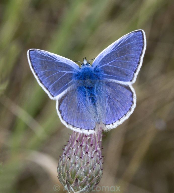 Голубянка Ореас